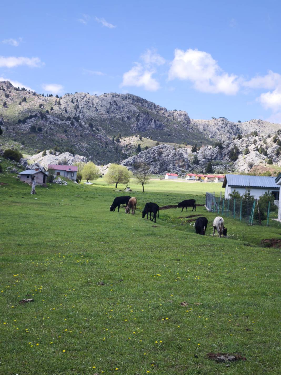 Konya’nın ünlü yaylasında baharın renkli yüzü çıktı 7